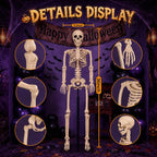 Halloween's 2 Pack 36 Inch Movable Joint Skeleton Decorations