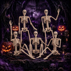 Halloween's 2 Pack 36 Inch Movable Joint Skeleton Decorations